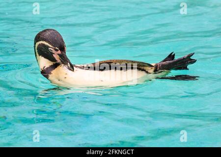 Humboldt-Pinguin (Spheniscus humboldti), Nahaufnahme, neutraler Hintergrund Stockfoto