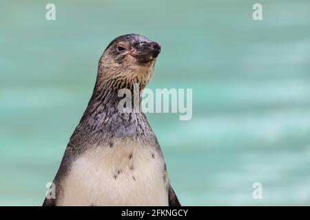 Humboldt-Pinguin (Spheniscus humboldti), Nahaufnahme, neutraler Hintergrund Stockfoto