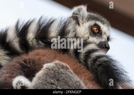 Ringschwanz-Lemur (Lemur catta oder katta), Nahaufnahme, neutraler Außenhintergrund Stockfoto