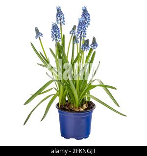 Blaue Muscari-Blüten im Blumentopf isoliert auf weißem Hintergrund. Traubenhyazinthe Muscari armeniacum blüht. Stockfoto