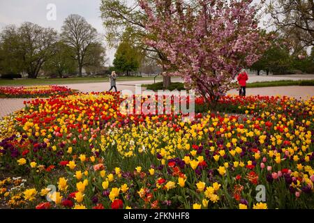 Der Rheinpark im Stadtteil Deutz, Naherholungsgebiet, Beete mit Tulpen, blühende Kirschbäume, Köln, Deutschland. Der Rheinpark im Stadtteil De Stockfoto