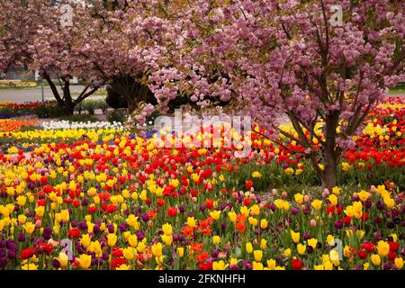 Der Rheinpark im Stadtteil Deutz, Naherholungsgebiet, Beete mit Tulpen, blühende Kirschbäume, Köln, Deutschland. Der Rheinpark im Stadtteil De Stockfoto