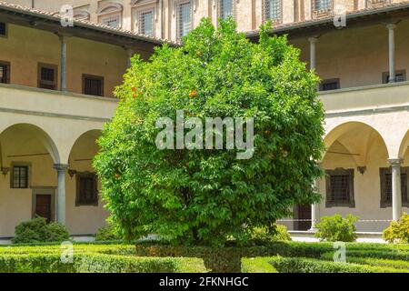 Orangenbaum in der Basilika San Lorenzo in Firenzano, Italien Stockfoto