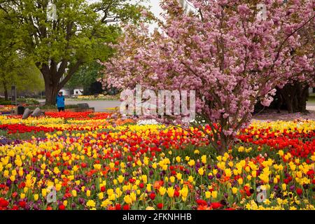 Der Rheinpark im Stadtteil Deutz, Naherholungsgebiet, Beete mit Tulpen, blühende Kirschbäume, Köln, Deutschland. Der Rheinpark im Stadtteil De Stockfoto