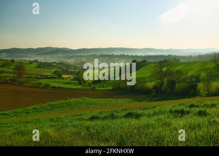 Frühlingslandschaft am frühen Morgen mit Dunst, Region Marken, Italien Stockfoto