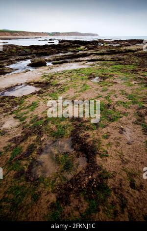 Compton, Bay, Iguanodon, Fußabdruck, Abgüsse, Wealden Beds, Geologie, Paläontologie, Sedimentgestein, Erosion, Isle of Wight, England, Großbritannien, Stockfoto