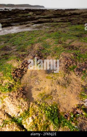 Compton,Bay,Iguanodon,Fußabdruck,Gips,Wealden Beds,Geologie,Paläontologie,Sedimentär,Erosion,Isle of Wight,England,UK,125,Million, Stockfoto