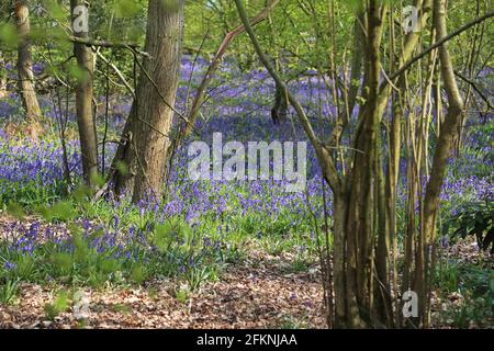 Englisch (aka Common) Bluebells (Hyacinthoides non-scripta), East Clandon, Guildford, Surrey, England, Großbritannien, Großbritannien, Großbritannien, Europa Stockfoto