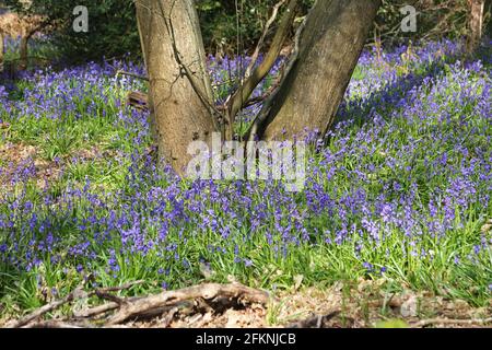 Englisch (aka Common) Bluebells (Hyacinthoides non-scripta), East Clandon, Guildford, Surrey, England, Großbritannien, Großbritannien, Großbritannien, Europa Stockfoto