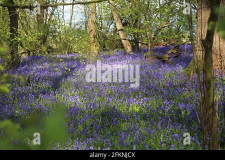 Englisch (aka Common) Bluebells (Hyacinthoides non-scripta), East Clandon, Guildford, Surrey, England, Großbritannien, Großbritannien, Großbritannien, Europa Stockfoto