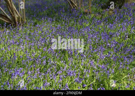 Englisch (aka Common) Bluebells (Hyacinthoides non-scripta), East Clandon, Guildford, Surrey, England, Großbritannien, Großbritannien, Großbritannien, Europa Stockfoto