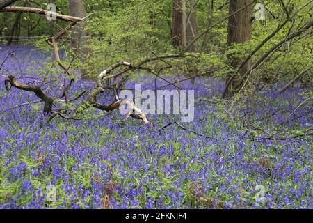 Englisch (aka Common) Bluebells (Hyacinthoides non-scripta), East Clandon, Guildford, Surrey, England, Großbritannien, Großbritannien, Großbritannien, Europa Stockfoto