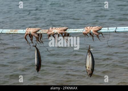 Octopus und Makrele hängen am Kai auf der Insel Antiparos, Griechenland, auf einem Stock auf, um sie zu trocknen. Stockfoto