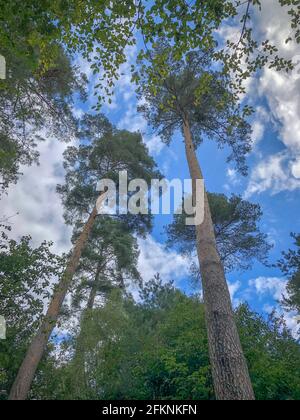 Herbstlärche im Wald von Dean Stockfoto