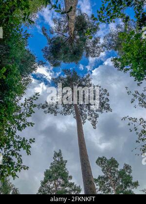 Herbstlärche im Wald von Dean Stockfoto