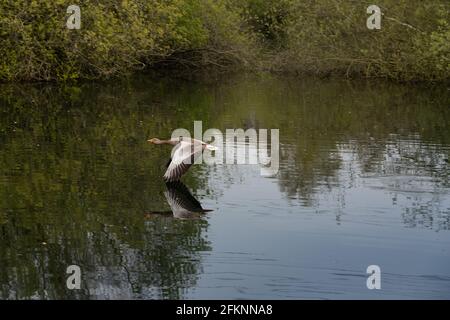 Seen im Lee Valley Park, River Lee Country Park Stockfoto