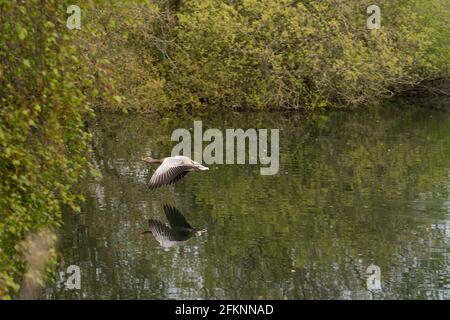 Seen im Lee Valley Park, River Lee Country Park Stockfoto