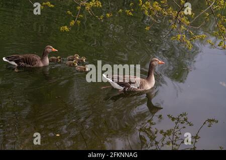 Seen im Lee Valley Park, River Lee Country Park Stockfoto