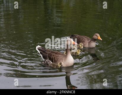 Seen im Lee Valley Park, River Lee Country Park Stockfoto