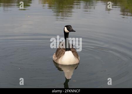 Seen im Lee Valley Park, River Lee Country Park Stockfoto