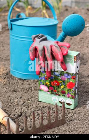 Aussaat von Wildblumen. Vorbereitung eines Saatbettes vor der Aussaat von Wildblumenkamen. VEREINIGTES KÖNIGREICH Stockfoto