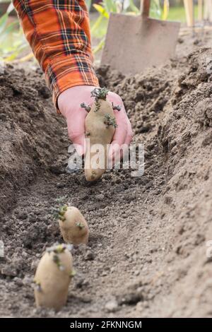 Kartoffeln von Hand in einem Garten anpflanzen. Entkernte Samenkartoffeln - Solanum tuberosum 'Ratte' Second Earlies - werden in einen Graben gepflanzt. Stockfoto