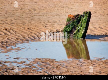 Ein algenbedeckter Felsen am Strand, der sich in einem Pool aus Gezeitenwasser widerspiegelt und umringt von wundigen Sand an einem einsamen Strand liegt Stockfoto