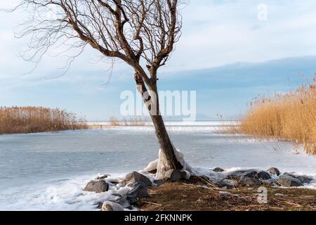 Schöne Aufnahme eines Baumes, der vom Plattensee umgeben ist Im Winter in Ungarn Stockfoto