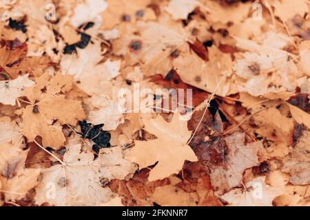Goldene bunte Schattierungen Blätter bedecken im Herbstwald oder Park Stockfoto