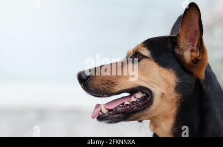 Streunende Köter gerettet Thai Hund nach weichen grauen Hintergrund spielen müde ruhen Stockfoto