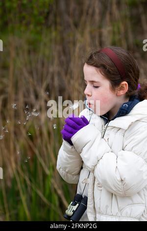 Ein junges Mädchen genießt es, eine Dommelionsuhr zu blasen und Samen im Fairburn ings RSPB Naturschutzgebiet in der Nähe von Wakefield, Yorkshire, Großbritannien, zu verteilen Stockfoto