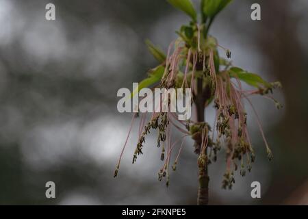 Samen in hängenden Ohrringen von Ahornbaum blühende Blume und frisches neues Grün im Frühjahr, Natur Erwachen Saison Stockfoto