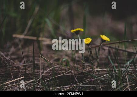 Eine Pflanze foalfoot Tussilago fara im frühen Frühjahr im Wald, Nahaufnahme, selektive Fokus. Stockfoto