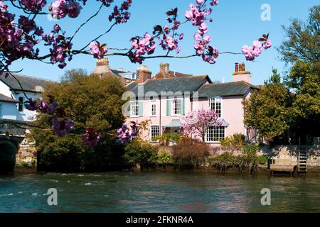 Rosafarbenes, traditionelles englisches Haus am Flussufer mit blühendem Sakura-Baum. Fassadengebäude. Selektiver Fokus, Kopierbereich. Stockfoto
