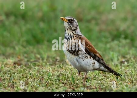Feldfare steht regungslos im niedrigen Gras. Seitenansicht, Nahaufnahme. Gattungsart Turdus pilaris. Stockfoto