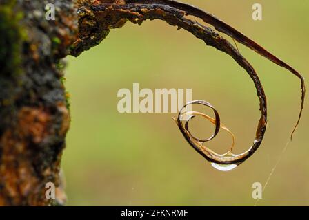 Detail eines nassen Sprosses auf einer Baumrinde in spiralförmiger Form. Mit Wassertropfen nach Regen. Stockfoto