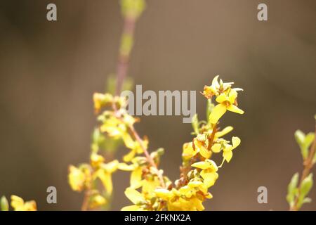 Nahaufnahme eines blühenden Forsythia-Zweiges Stockfoto