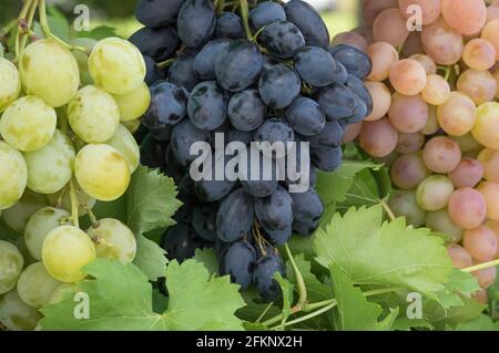 Als nächstes hängen drei Trauben verschiedener gängiger Weinrebenarten Miteinander verbunden Stockfoto