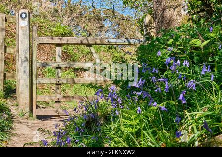 Bluebells auf dem Pembrokeshire Coast Path zwischen Saundersfoot und Monkstone Point, Pembrokeshire, Wales Stockfoto