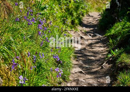 Bluebells auf dem Pembrokeshire Coast Path zwischen Saundersfoot und Monkstone Point, Pembrokeshire, Wales Stockfoto