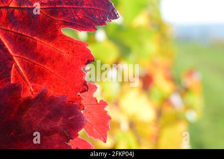 Im Herbst werden die Blätter der roten Weinrebe aus nächster Nähe angezeigt. Stockfoto