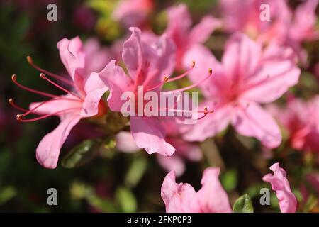 Azalea / Rhododendron ‘Kirin’ oder ‘Daybreak’ (Wilson 22) kleine rosafarbene trichterförmige Blüten, Mai, England, Großbritannien Stockfoto