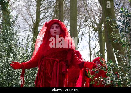 Aylesbury Valle, Großbritannien. April 2021. Red Rebels haben heute in und um den alten Wald von Jones Hill Wood eine Vorstellung gemacht, wo HS2 den alten Wald fällte, obwohl in den Wäldern seltene Barbaren Fledermäuse beheimatet sind. Red Rebels sind eine internationale Performance-Artivistentruppe, die sich der Aufklärung der globalen Umweltkrise verschrieben hat und Gruppen unterstützt, die kämpfen, um Arten vor dem Massensterben zu retten. Die High Speed Rail 2 von London nach Birmingham schnitzt eine riesige zerstörerische Narbe über die Chilterns, eine AONB. Quelle: Maureen McLean/Alamy Stockfoto