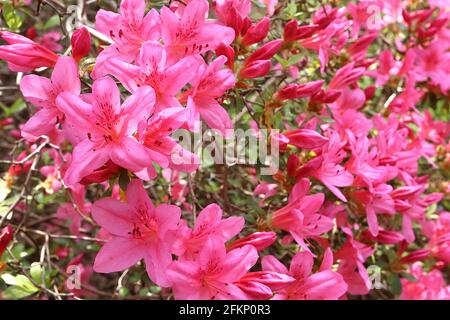 Azalea / Rhododendron ‘Kirin’ oder ‘Daybreak’ (Wilson 22) kleine rosafarbene trichterförmige Blüten, Mai, England, Großbritannien Stockfoto