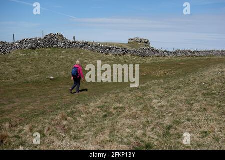 Woman Walking by Conistone Pie between Kettlewell & Grassington on the Dales Way Long Distance Footpath im Yorkshire Dales National Park, England. Stockfoto