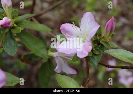 Azalea / Rhododendron ‘Iroho yama’ oder ‘Dainty’ (Wilson 8) kleine weiße und rosa gefärbte trichterförmige Blüten, Mai, England, UK Stockfoto