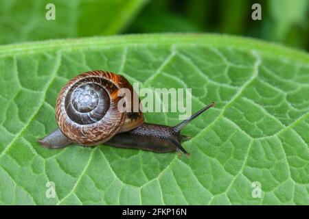 Gemeine Schnecke (Cornu aspersum), Großbritannien Stockfoto