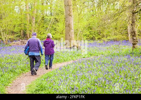 Älteres Paar, das durch Bluebell Hyacinthoides nicht-scripta bedeckten Wald geht Der englische Frühling in Derbyshire England Stockfoto