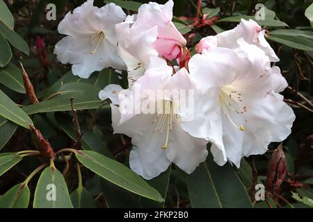 Rhododendron auriculatum große weiße trichterförmige Blüten, lange längliche dunkelgrüne Blätter, Mai, England, Großbritannien Stockfoto