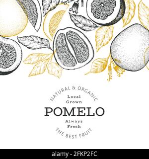 Handgezeichnetes Pomelo-Banner im Skizzenstil. Organic frisches Obst Vektor-Illustration. Retro Obst Design Vorlage Stock Vektor